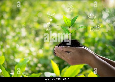 Femme tenant un arbre et a l'icône de l'environnement pour l'éco, la conservation, l'écologie, le concept durable. la conservation de l'environnement aide à réduire le réchauffement climatique Banque D'Images