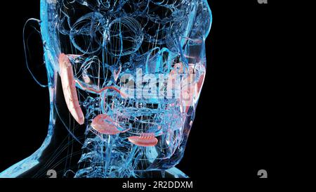 Anatomie des glandes salivaires humaines, bouche digestive humaine, glande sublinguale, sous-mandibulaire et parotide, produisent de la salive à travers un système de conduits, sous Banque D'Images