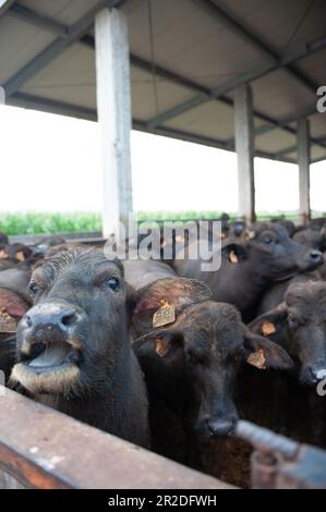Ferme italienne de race de buffle méditerranéenne spécialisée dans la production de fromage de buffle mozzarella de la région campanie en italie. Banque D'Images