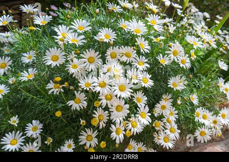 Pâquerettes fleuries. Daisy d'oeil d'Oxeye, vulgare de Leucanthemum, pâquerettes, Daisy d'oeil de boeuf, Marguerite commune, Marguerites de chien, marguerites de lune. concept de jardinage Banque D'Images