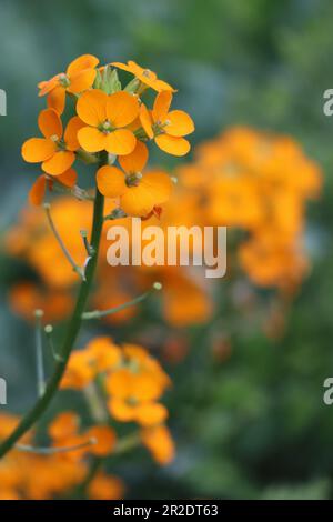 wallflower de sibérie dans une cour avant Banque D'Images