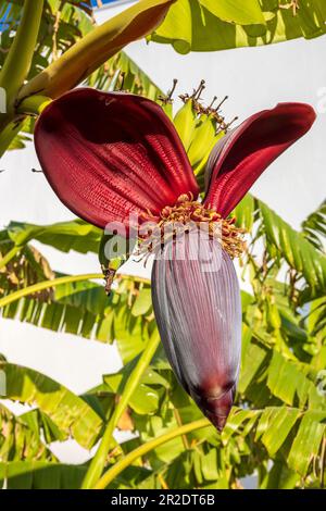Fleur de banane pourpre en forme de cône avec coeur de banane et de bébé bananes. Banque D'Images