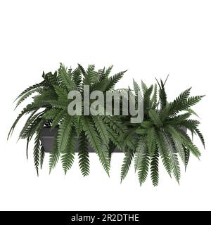 3d illustration d'une plante péturée de hangong isolée sur fond blanc Banque D'Images