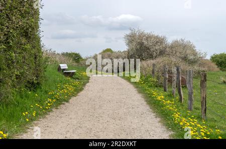 Sentier de randonnée avec des prairies fleuries et un banc blanc sur la péninsule de Holnis dans le Schleswig-Holstein, Allemagne Banque D'Images