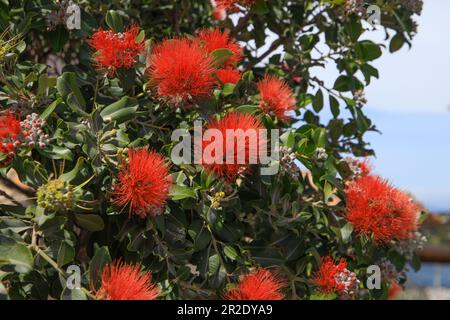 Gros plan à partir d'un Red Ohia Lehua Banque D'Images