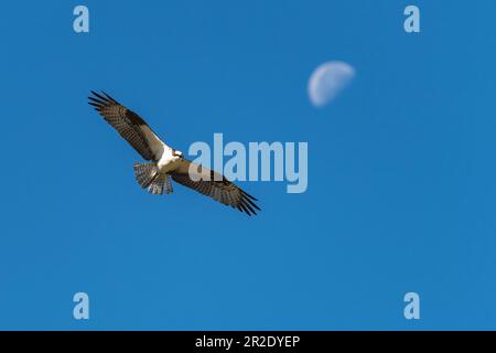 Osprey en vol. Ashland, Oregon Banque D'Images