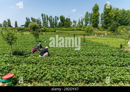 Srinagar, Inde. 19th mai 2023. Les agriculteurs de Kashmiri récoltent des fraises un jour ensoleillé à Srinagar. Crédit : SOPA Images Limited/Alamy Live News Banque D'Images