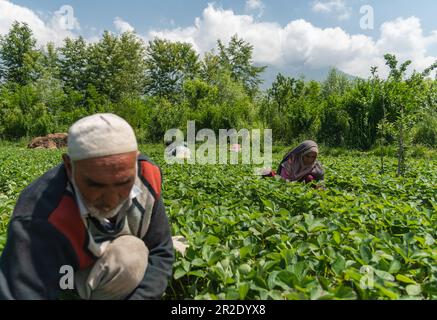 Srinagar, Inde. 19th mai 2023. Les agriculteurs de Kashmiri récoltent des fraises un jour ensoleillé à Srinagar. Crédit : SOPA Images Limited/Alamy Live News Banque D'Images