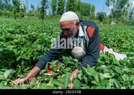 Srinagar, Inde. 19th mai 2023. Un fermier de Kashmiri récolte des fraises un jour ensoleillé à Srinagar. Crédit : SOPA Images Limited/Alamy Live News Banque D'Images