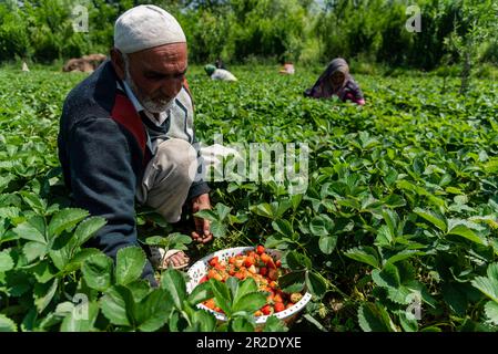 Srinagar, Inde. 19th mai 2023. Un fermier de Kashmiri récolte des fraises un jour ensoleillé à Srinagar. Crédit : SOPA Images Limited/Alamy Live News Banque D'Images