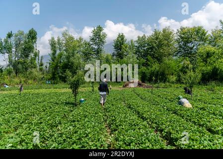 Srinagar, Inde. 19th mai 2023. Les agriculteurs de Kashmiri récoltent des fraises un jour ensoleillé à Srinagar. Crédit : SOPA Images Limited/Alamy Live News Banque D'Images