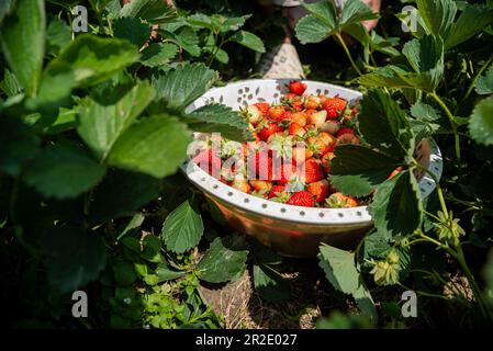 Srinagar, Inde. 19th mai 2023. Les fraises récoltées sont vues dans un panier pendant une journée ensoleillée à Srinagar. (Photo par Irrees Abbas/SOPA Images/Sipa USA) crédit: SIPA USA/Alay Live News Banque D'Images