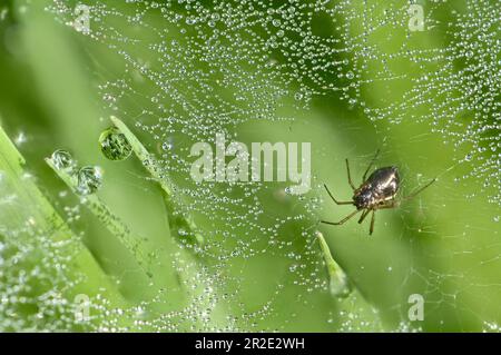 Fausse araignée Widow (Steatoda nobilis) sur toile recouverte de rosée du matin. May, Kent, Royaume-Uni Banque D'Images