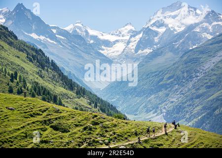 Coureurs de sentier lointains sur le marathon de montagne d'été Sierre Zinal, Suisse Banque D'Images