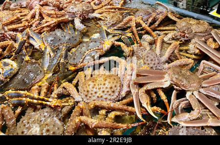 le réservoir est rempli de crabes rouges vivants et de crabe opilio Banque D'Images