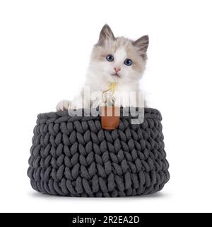 Adorable chaton chat bicolore bleu Ragdoll, assis dans un panier tricoté gris. Regarder vers l'appareil photo avec les yeux bleus. Isolé sur un fond blanc. Banque D'Images