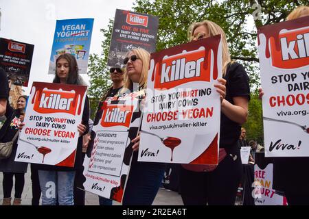 Londres, Royaume-Uni. 19th mai 2023. Les manifestants branchent des panneaux rebrandant Muller comme “Killer” à Leicester Square dans le cadre d’une cascade organisée par le groupe de défense des droits des animaux Viva ! Sensibiliser aux conditions dans les fermes laitières sans pâturage où les vaches sont conservées, ce qui, selon eux, fournit des produits aux grandes sociétés laitières Muller et Arla. Credit: Vuk Valcic/Alamy Live News Banque D'Images