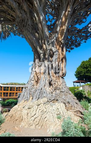 Dragon Tree millénaire (Dracaena draco), Icod de los Vinos, Tenerife, îles Canaries, Espagne Banque D'Images