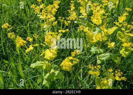 Perfoliate Alexanders (Smyrnium perfoliatum), une espèce de plantes exotiques envahissantes qui pousse à Surrey, en Angleterre, au Royaume-Uni Banque D'Images