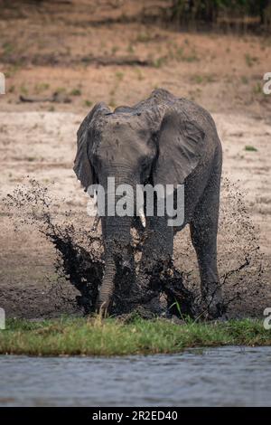 L'éléphant du Bush africain éclabousse dans la boue Banque D'Images