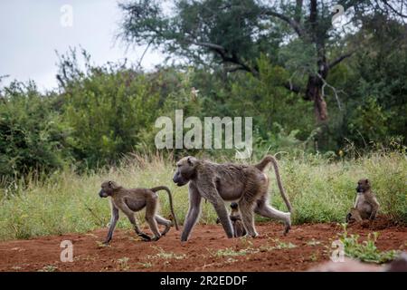 Famille de babouins de Chacma marchant dans la brousse du parc national Kruger, Afrique du Sud ; famille de espèces Papio ursinus de Cercopitecidae Banque D'Images