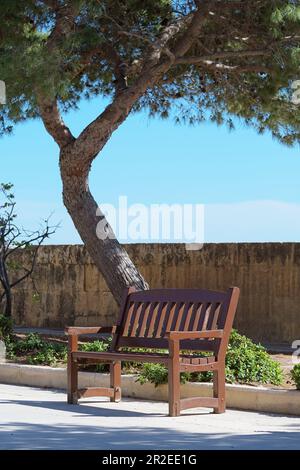 Une scène tranquille d'un banc en bois vide sous un pin par temps ensoleillé Banque D'Images