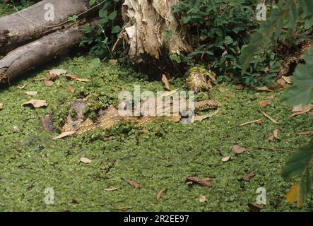 Le crocodile d'eau douce (Crocodylus johnstoni), également connu sous le nom de crocodile d'eau douce australien, le crocodile de Johnstone ou la freshie, est une espèce Banque D'Images