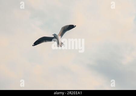 seagull, Goéland à tête brune est un oiseau qui vole ou flotte dans un troupeau. Banque D'Images