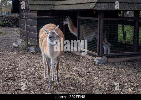 Deux guanacos devant une écurie en bois. Banque D'Images