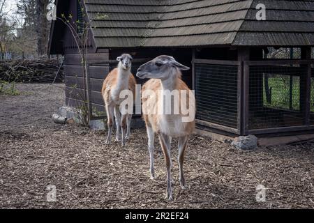 Deux guanacos devant une écurie en bois. Banque D'Images