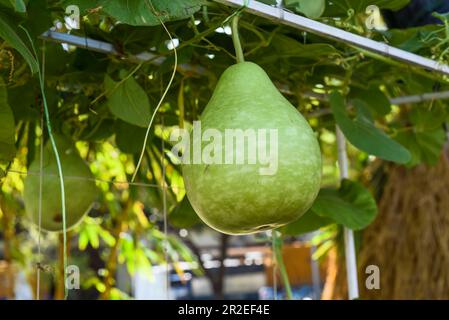 Légume calabrash également connu sous le nom de gourde bouteille, gourde à fleurs blanches, long melon Banque D'Images