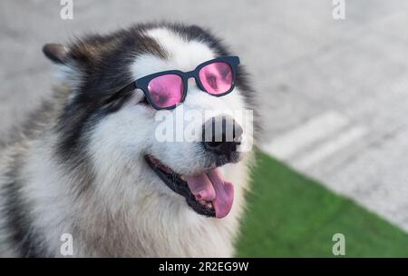 Chien Husky drôle en lunettes de soleil assis au Vietnam, Da Lat Banque D'Images