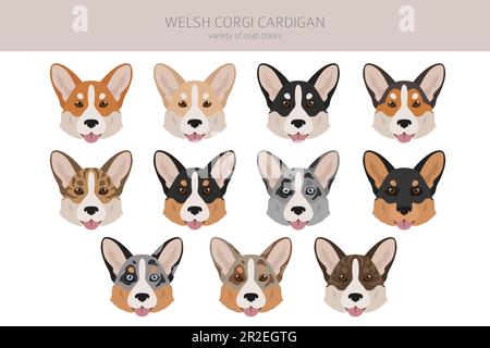 Gilet gallois de corgi clipart. Différentes poses, ensemble de couleurs de pelage. Illustration vectorielle Illustration de Vecteur