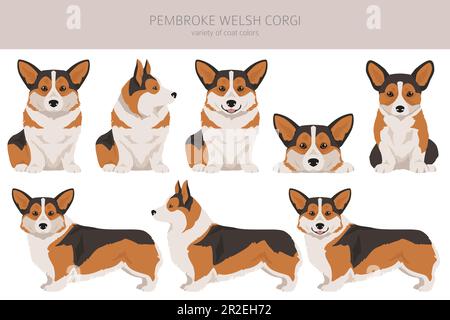 Gallois Corgi Pembroke clipart. Ensemble de couleurs de manteau. Infographie sur les caractéristiques de toutes les races de chiens. Illustration vectorielle Illustration de Vecteur