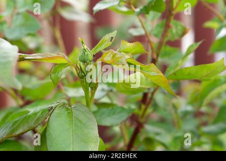 Pucerons sur les jeunes boutons de rose non soufflés. Maladies des roses. Parasites, insectes, ravageurs des plantes de jardin. Banque D'Images