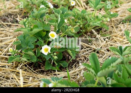 Paillis de paille pour les plantes de fraises. Paillage de fraises de jardin sur les lits de jardin paille pour protéger contre la germination des mauvaises herbes. Jeune buche fraise Banque D'Images