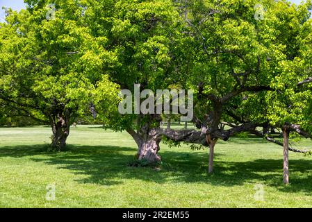 Royal Botanical Gardens Arboretum Hamilton Ontario Canada. (Tatarian Maple Acer tataricum) Banque D'Images