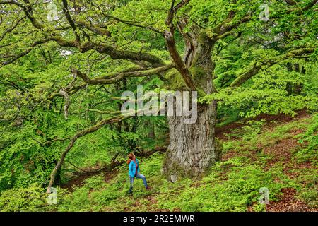 Femme se dresse devant le vieux chêne, le chêne, le parc national de Kellerwald-Edersee, les forêts du Vieux hêtre, patrimoine mondial de l'UNESCO, Hesse, Allemagne Banque D'Images