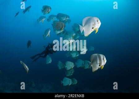 Shoal de poisson-de-mer à longue nageoire, Platax teira, Ari Atoll, Océan Indien, Maldives Banque D'Images