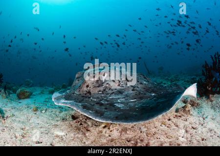 Stingray à pois noirs, Taeniura meyeni, Ari Atoll, Océan Indien, Maldives Banque D'Images