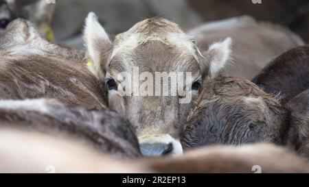 Portrait d'un veau debout dans un troupeau de vaches, Allemagne, Bavière, Allgäu Banque D'Images