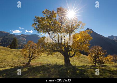 Sycamore mauves à la Schwarzenberghütte dans l'Hintersteiner Tal près de Bad Hindelang, vue vers le pignon, Allgäu, Bavière, Allemagne Banque D'Images