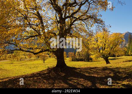 Sycamore maudit au Schwarzenberghütte dans le Tal Hintersteiner près de Bad Hindelang, Allgäu, Bavière, Allemagne Banque D'Images