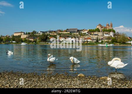 Breisach am Rhein, Breisgau, Forêt Noire, Bade-Wurtemberg, Allemagne Banque D'Images