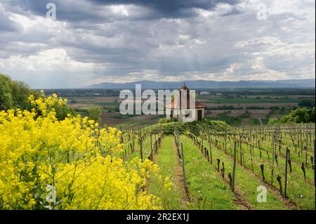 Vignobles au printemps, près d'Ihringen, Kaiserstuhl, Bade-Wurtemberg, Allemagne Banque D'Images