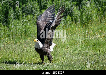 Adler lève ses ailes en l'air pour commencer un vol. Vancouver, mont Grouse; Canada Banque D'Images