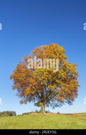 Hêtre en automne près de Penzberg, Pfaffenwinkel, haute-Bavière, Bavière, sud de l'Allemagne, Allemagne, Europe Banque D'Images