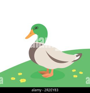 Drake, un canard mâle debout sur l'herbe verte. Volaille de ferme. Dessin animé plat animaux domestiques. Arrière-plan de la prairie de printemps Illustration de Vecteur