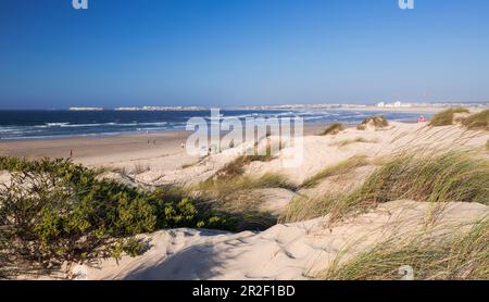 Dunes sur la plage de surf Praia da Gamboa à Peniche, Portugal Banque D'Images