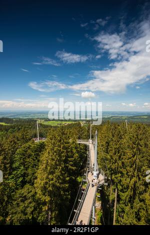 Chemin d'accès au sommet de l'arbre, Allgäu Skywalk, Scheidegg, Allgäu, Swabia, Bavière, Allemagne Banque D'Images